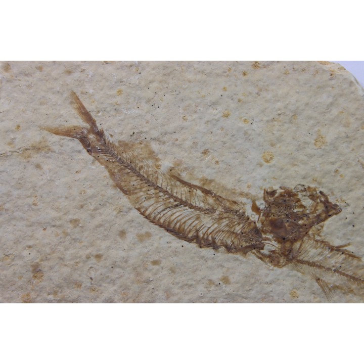 KNIGHTIA EOCAENA