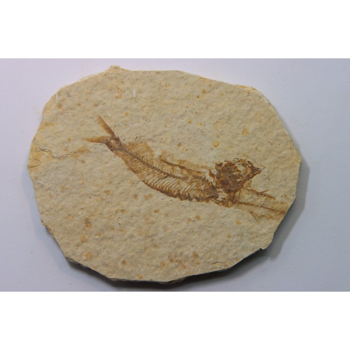 KNIGHTIA EOCAENA