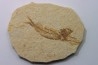 poisson fossile KNIGHTIA EOCAENA - USA