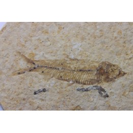 poisson fossile KNIGHTIA EOCAENA - USA