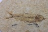 poisson fossile KNIGHTIA EOCAENA - USA
