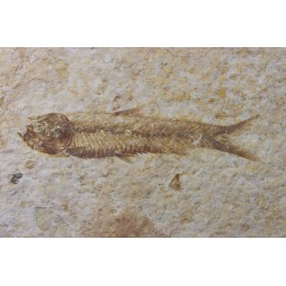 poisson fossile KNIGHTIA EOCAENA - USA