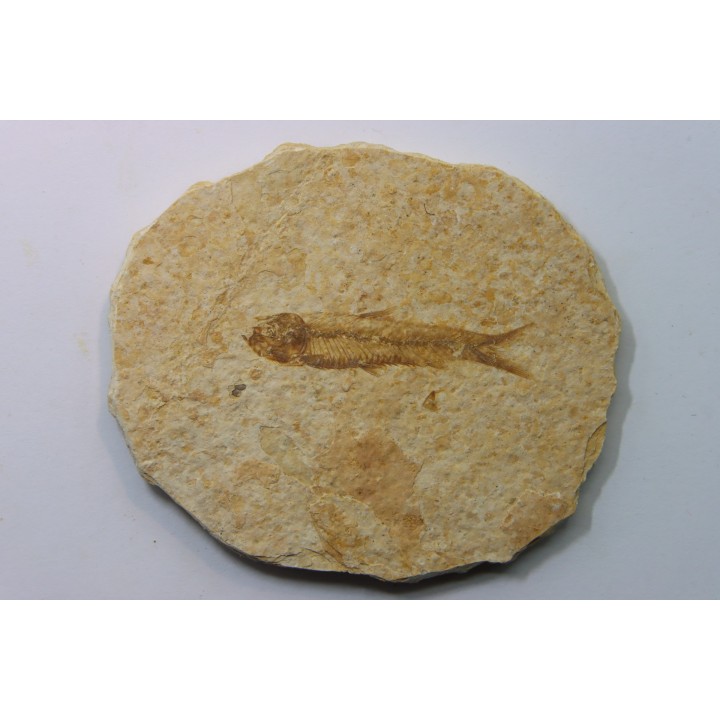 poisson fossile KNIGHTIA EOCAENA - USA