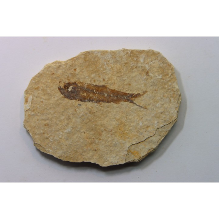 KNIGHTIA EOCAENA