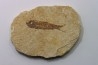KNIGHTIA EOCAENA
