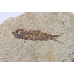 poisson fossile KNIGHTIA EOCAENA - USA