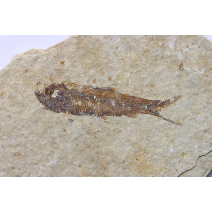 KNIGHTIA EOCAENA