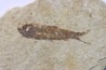 KNIGHTIA EOCAENA