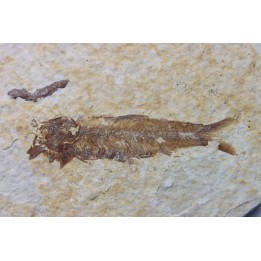poisson fossile KNIGHTIA EOCAENA - USA