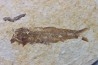 poisson fossile KNIGHTIA EOCAENA - USA