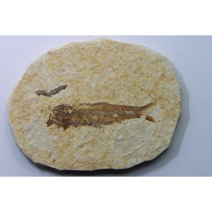 poisson fossile KNIGHTIA EOCAENA - USA