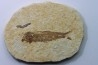 poisson fossile KNIGHTIA EOCAENA - USA
