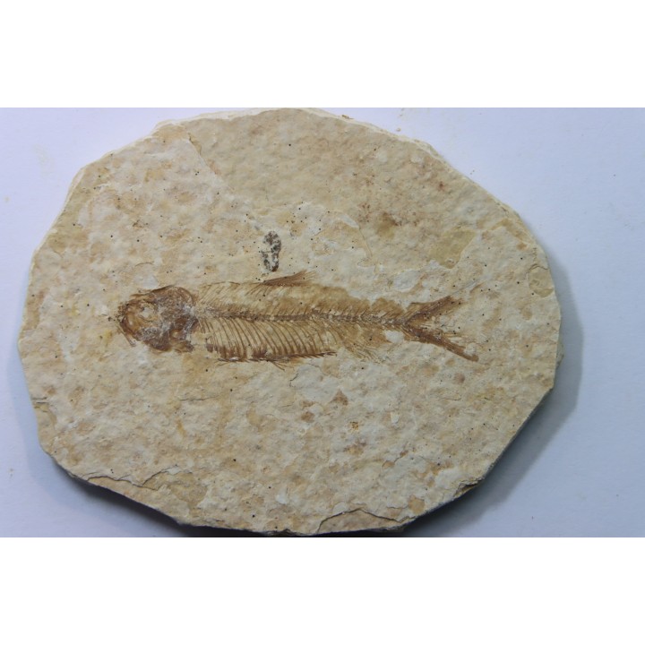 KNIGHTIA EOCAENA