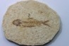 KNIGHTIA EOCAENA