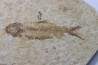 poisson fossile KNIGHTIA EOCAENA - USA
