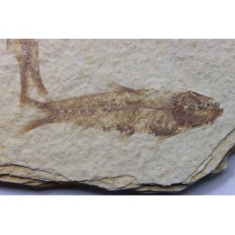 poisson fossile KNIGHTIA EOCAENA - USA