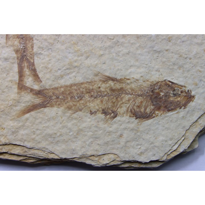 KNIGHTIA EOCAENA
