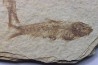 KNIGHTIA EOCAENA