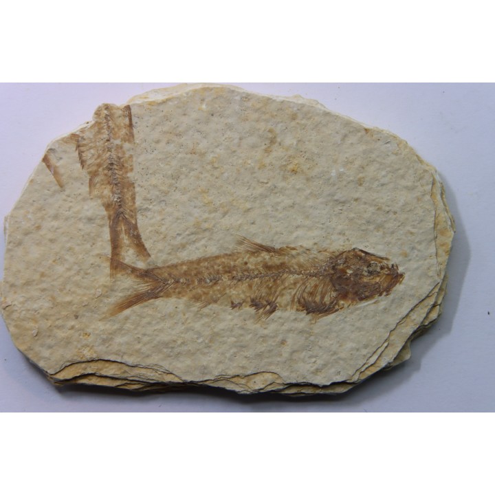 KNIGHTIA EOCAENA