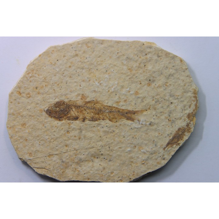 KNIGHTIA EOCAENA
