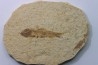 KNIGHTIA EOCAENA