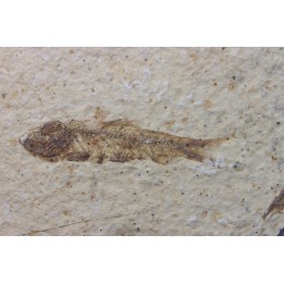 KNIGHTIA EOCAENA