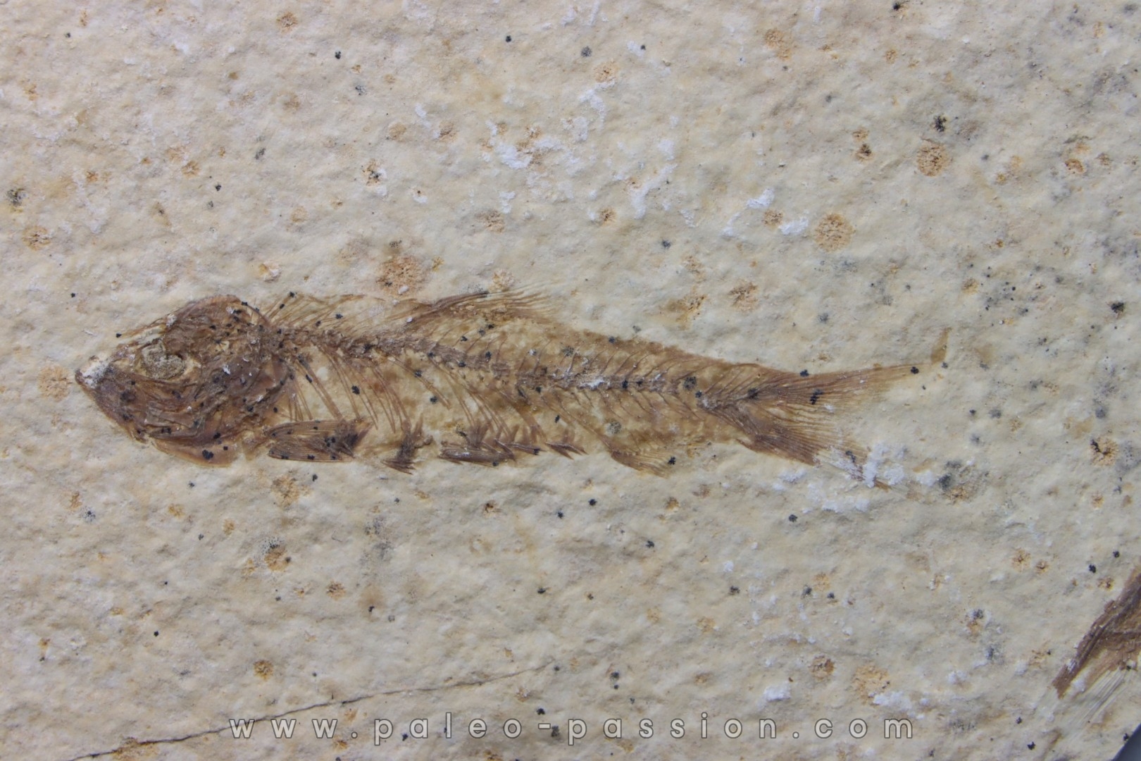 poisson fossile KNIGHTIA EOCAENA - USA