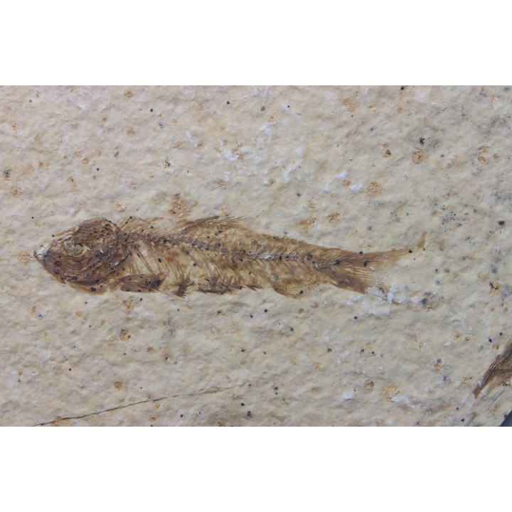 KNIGHTIA EOCAENA