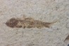 KNIGHTIA EOCAENA