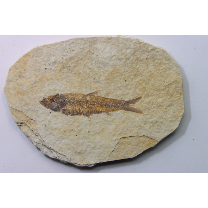 KNIGHTIA EOCAENA