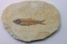 poisson fossile KNIGHTIA EOCAENA - USA