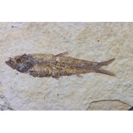 KNIGHTIA EOCAENA