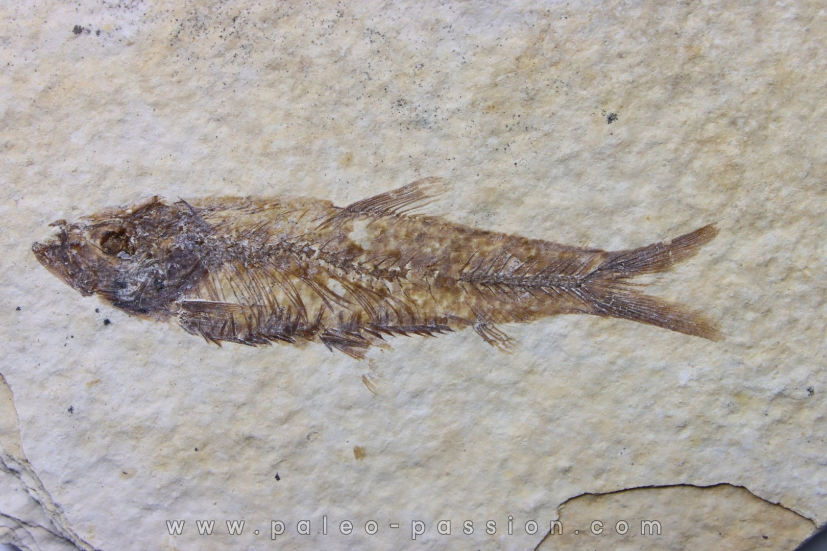 poisson fossile KNIGHTIA EOCAENA - USA