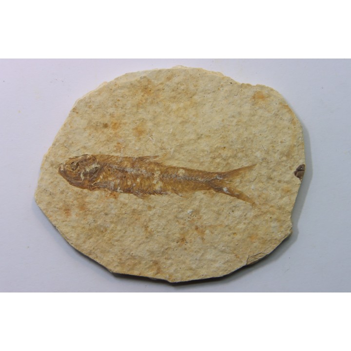 poisson fossile KNIGHTIA EOCAENA - USA
