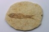poisson fossile KNIGHTIA EOCAENA - USA