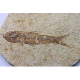 poisson fossile KNIGHTIA EOCAENA - USA