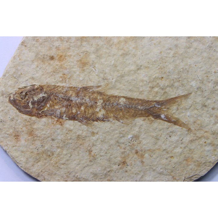 KNIGHTIA EOCAENA