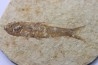 poisson fossile KNIGHTIA EOCAENA - USA