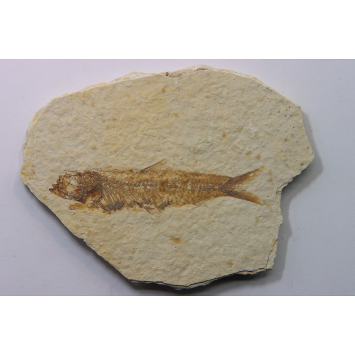 poisson fossile KNIGHTIA EOCAENA - USA