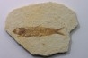 KNIGHTIA EOCAENA