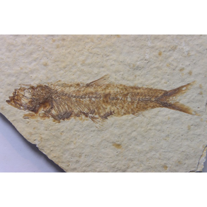 KNIGHTIA EOCAENA