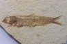 KNIGHTIA EOCAENA