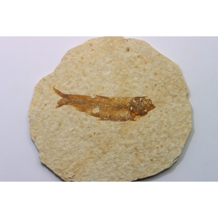 KNIGHTIA EOCAENA