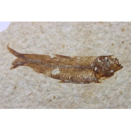 KNIGHTIA EOCAENA