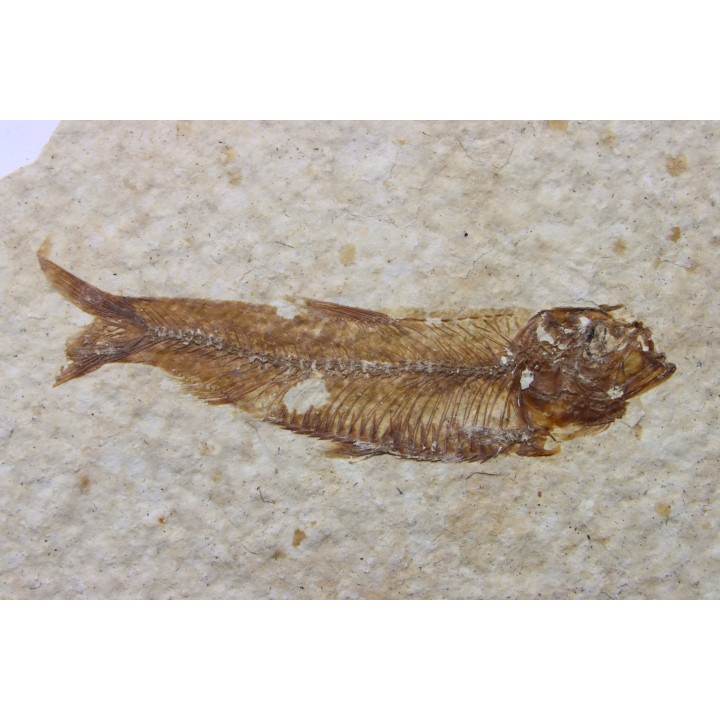 poisson fossile KNIGHTIA EOCAENA - USA
