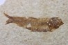 KNIGHTIA EOCAENA