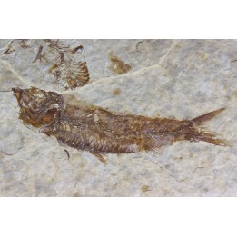KNIGHTIA EOCAENA