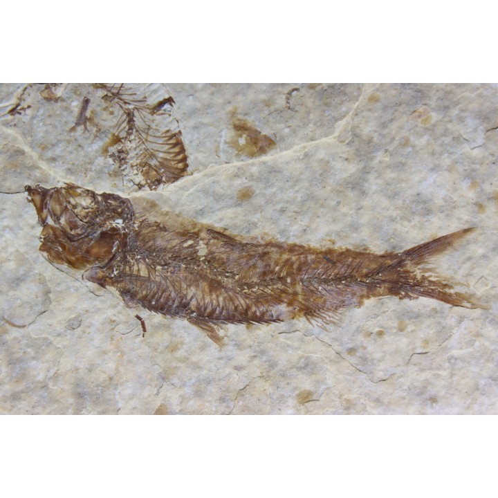 poisson fossile KNIGHTIA EOCAENA - USA