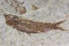 KNIGHTIA EOCAENA