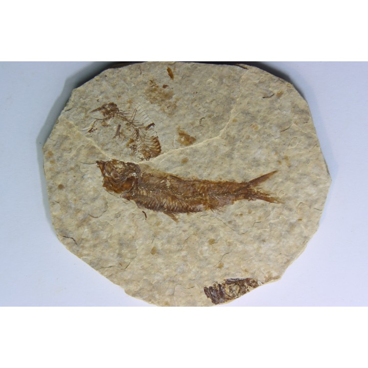 KNIGHTIA EOCAENA